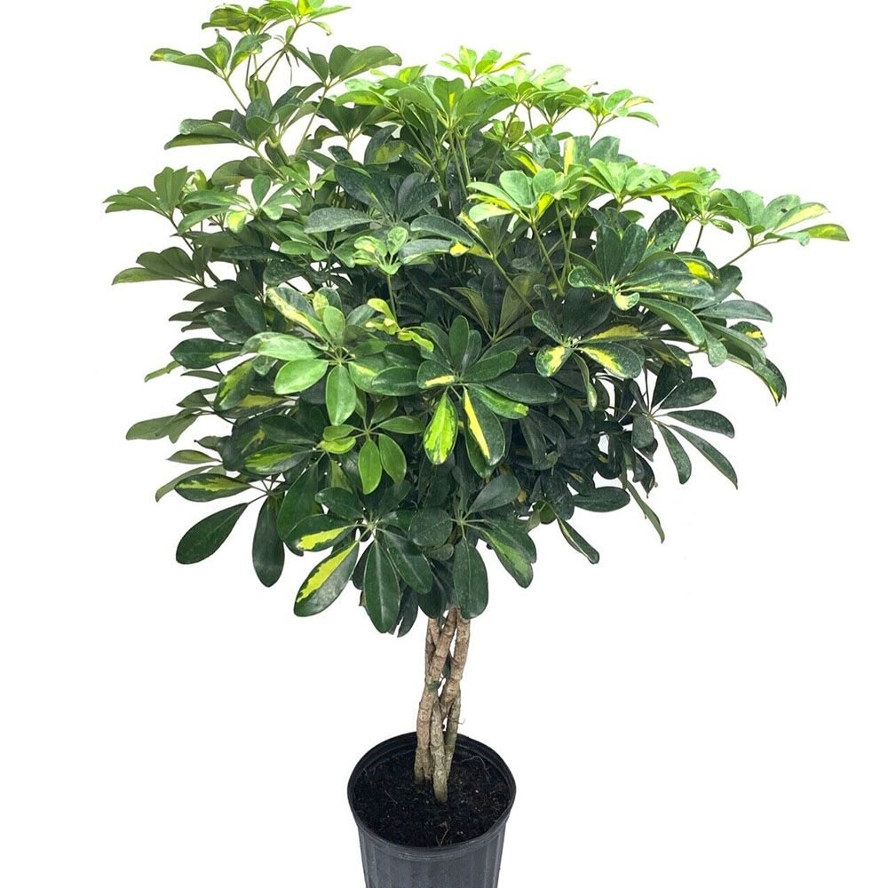 Palmierul Umbrela (Schefflera) Gold Capella - 150 cm