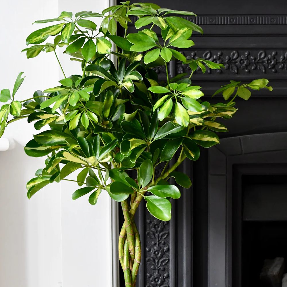 Palmierul Umbrela (Schefflera) Gold Capella - 75 cm