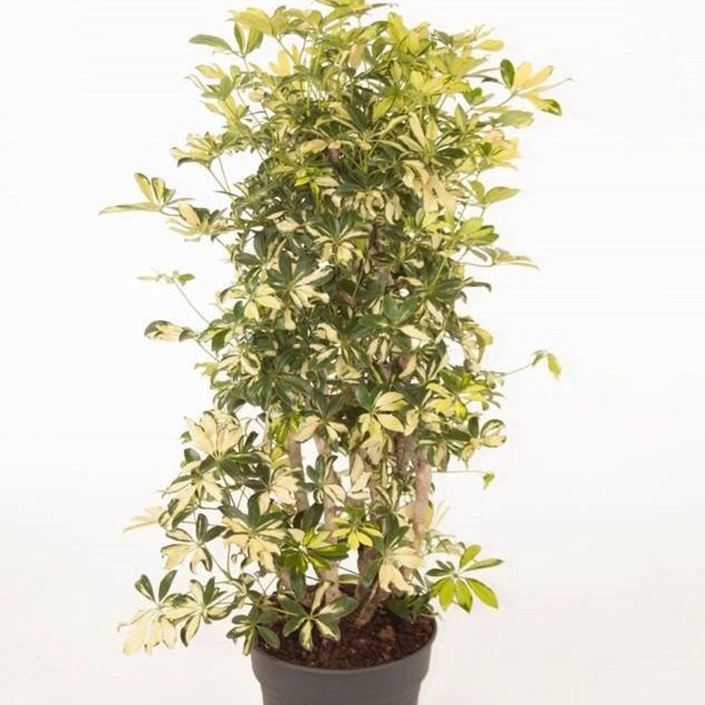 Palmierul Umbrela (Schefflera) Trinette - 130 cm