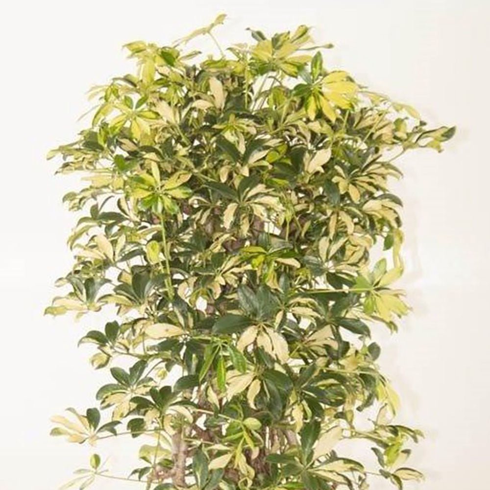 Palmierul Umbrela (Schefflera) Trinette - 130 cm