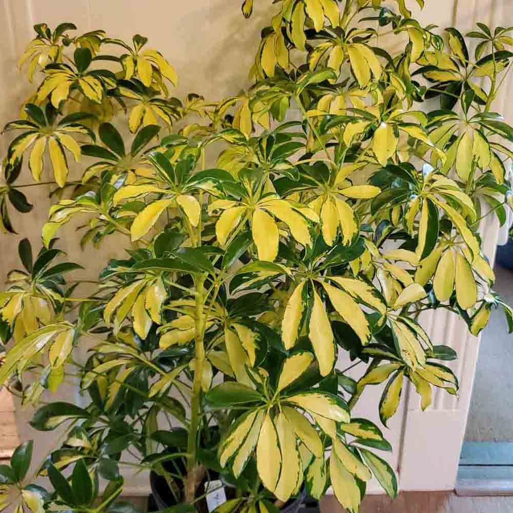 Palmierul Umbrela (Schefflera) Trinette - 130 cm