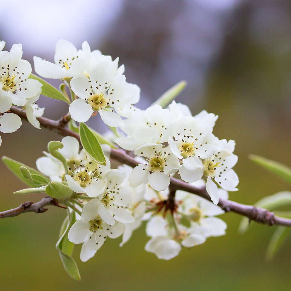 Par Ornamental argintiu (Pyrus Salicifolia Pendula)