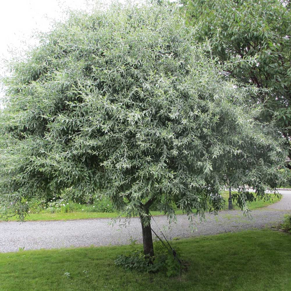 Par Ornamental argintiu (Pyrus Salicifolia Pendula)