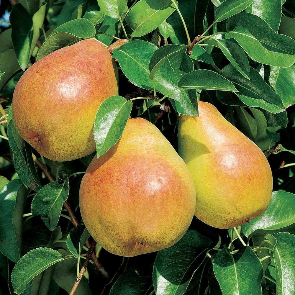 Par (Pyrus Communis) Comice, cu fructe dulci rafinat