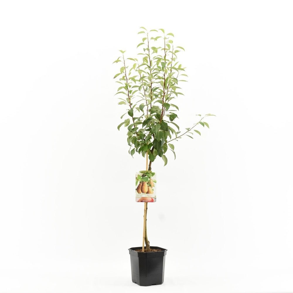 Par Triomphe de Vienne (Pyrus Communis), cu fructe dulci verde-galbui