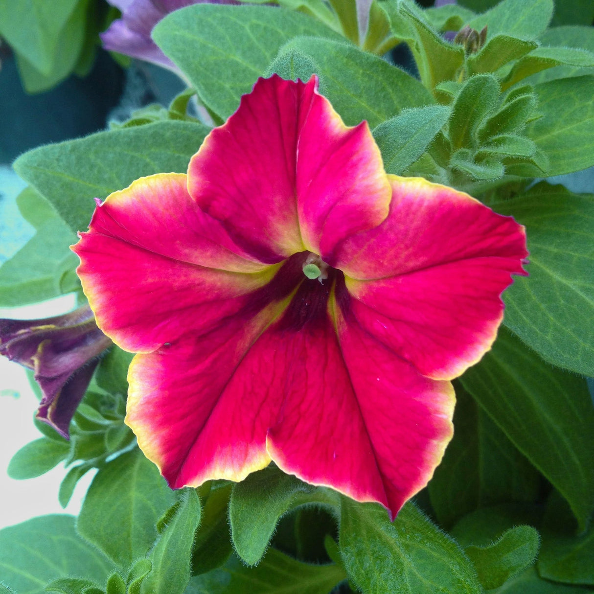 Petunia Crazytunia Mandeville