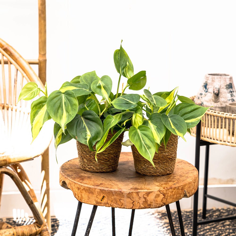 Philodendron Brasil, 20-25 cm, planta de interior curgatoare cu frunze verzi si galbene, decor tropical usor de ingrijit