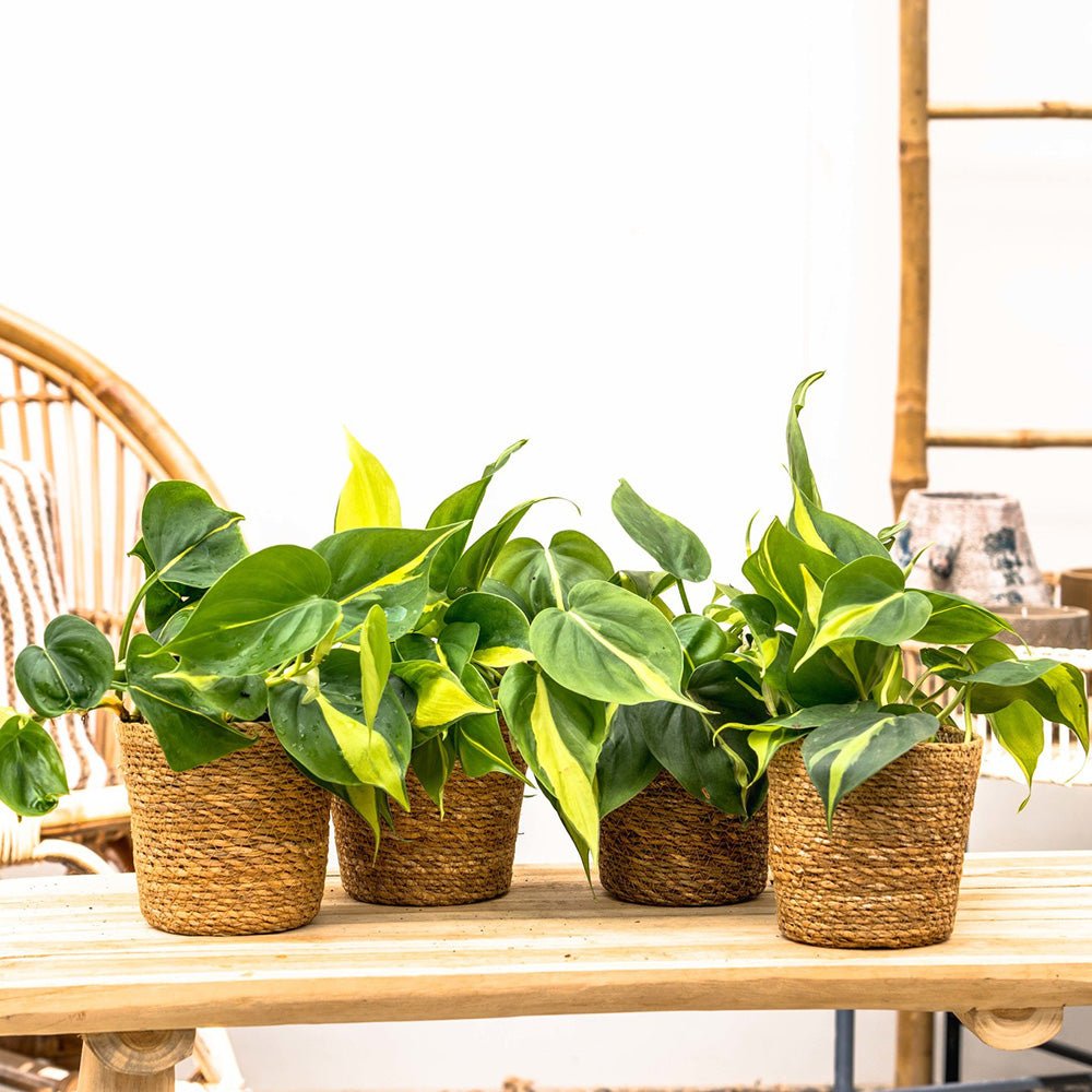Philodendron Brasil, 20-25 cm, planta de interior curgatoare cu frunze verzi si galbene, decor tropical usor de ingrijit