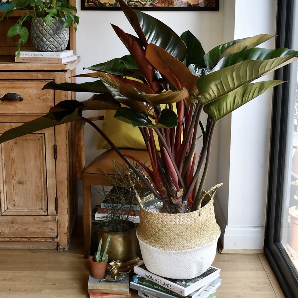 Philodendron Imperial Red - 35 cm