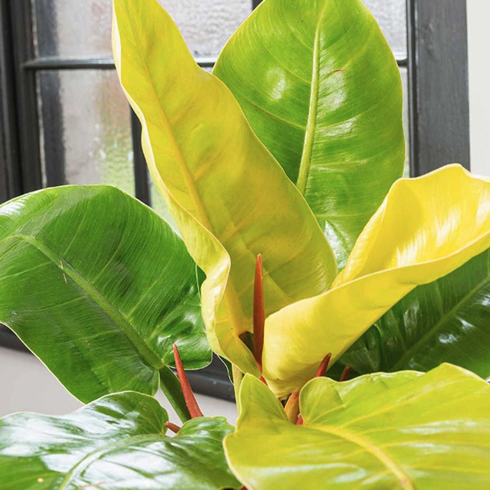 Philodendron Moonshine - 30 cm