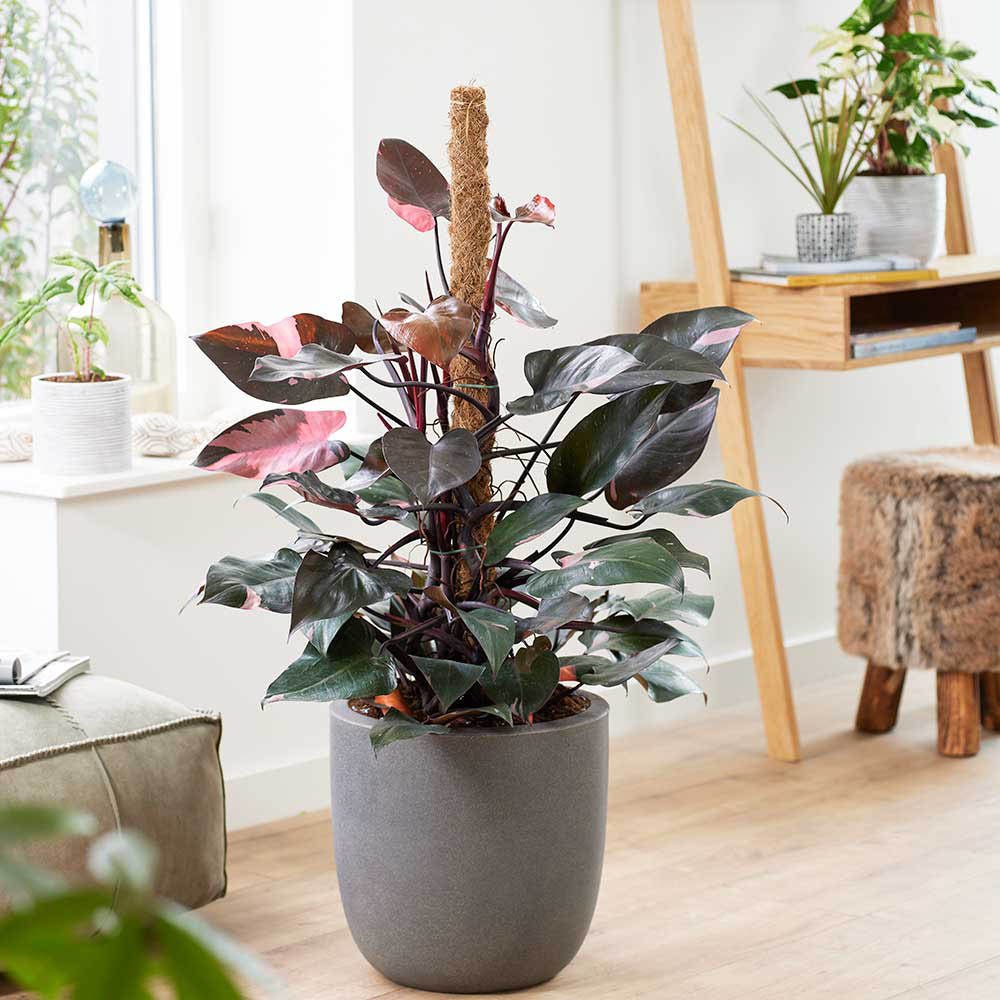 Philodendron Pink Princess - 25 cm