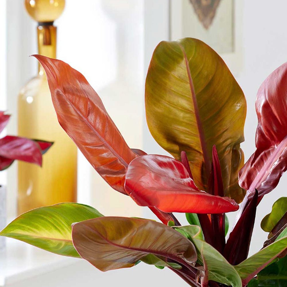 Philodendron Prince of Orange - 25 cm