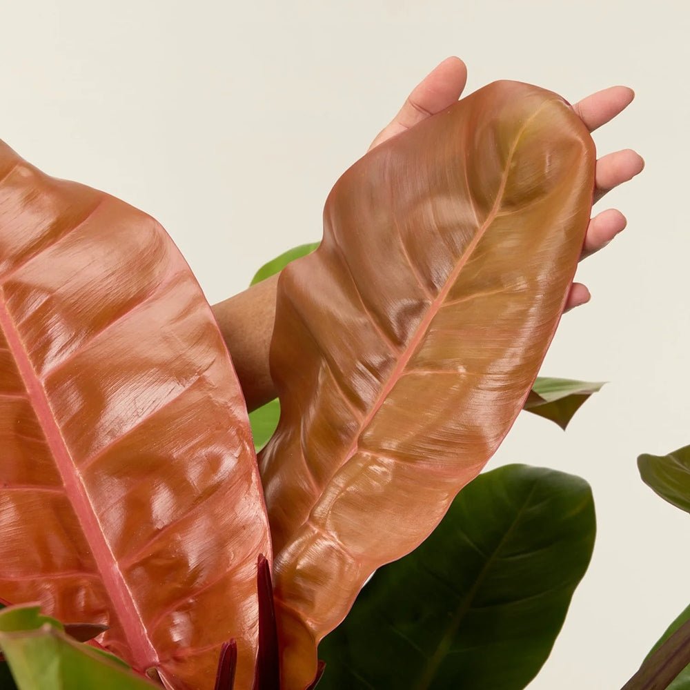 Philodendron Prince of Orange - 25 cm