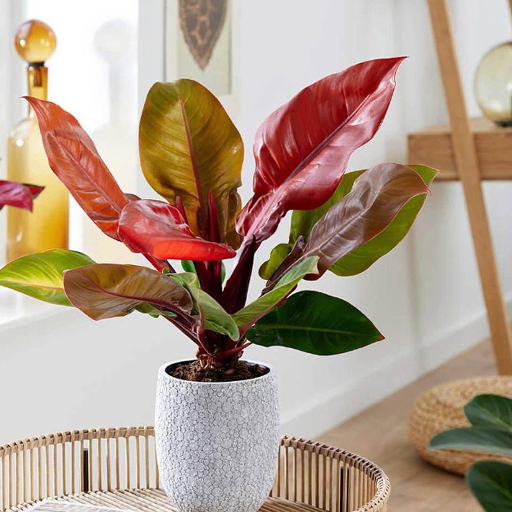 Philodendron Prince of Orange - 45 cm