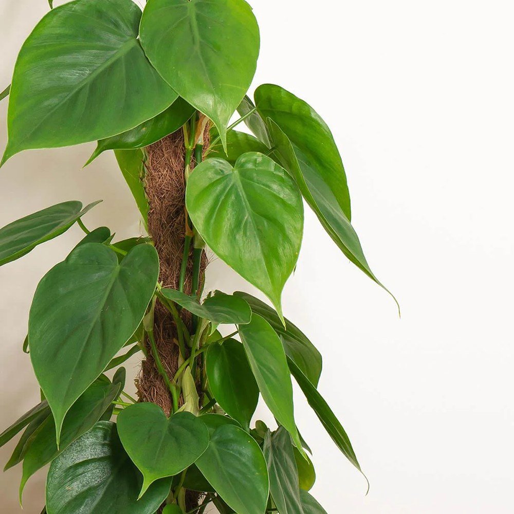 Philodendron Scandens - 35 cm