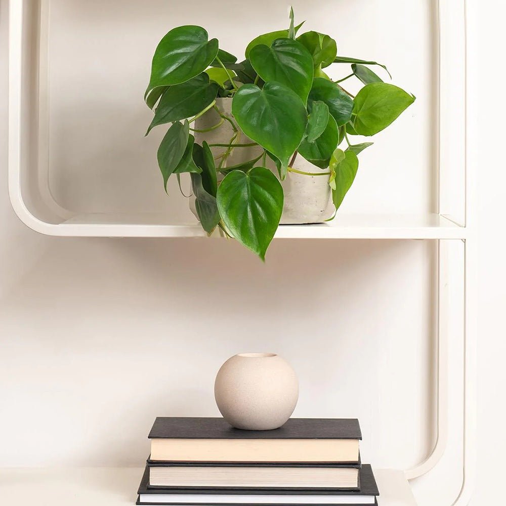 Philodendron Scandens - 35 cm