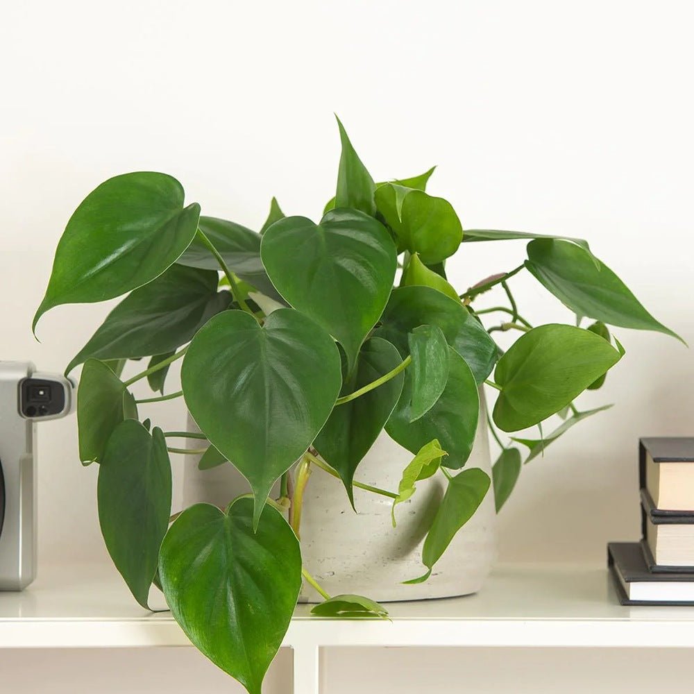 Philodendron Scandens - 35 cm
