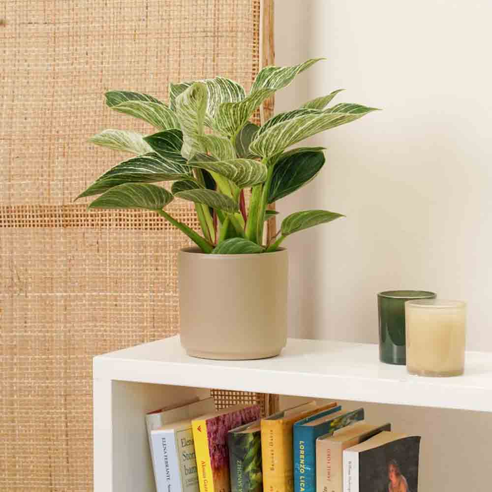 Philodendron White Wave - 25 cm