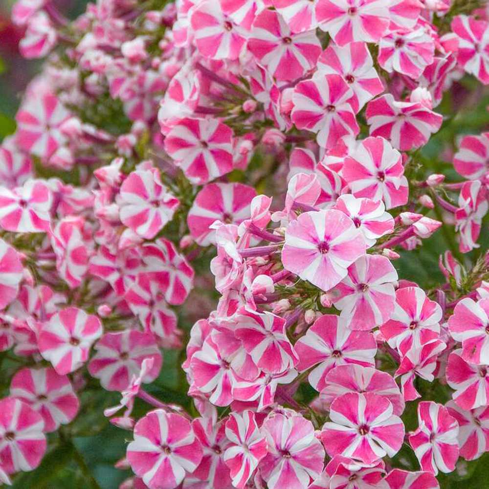 Lángvirág Phlox paniculata 'Peppermint Twist' – kétszínű, illatos virágú évelő