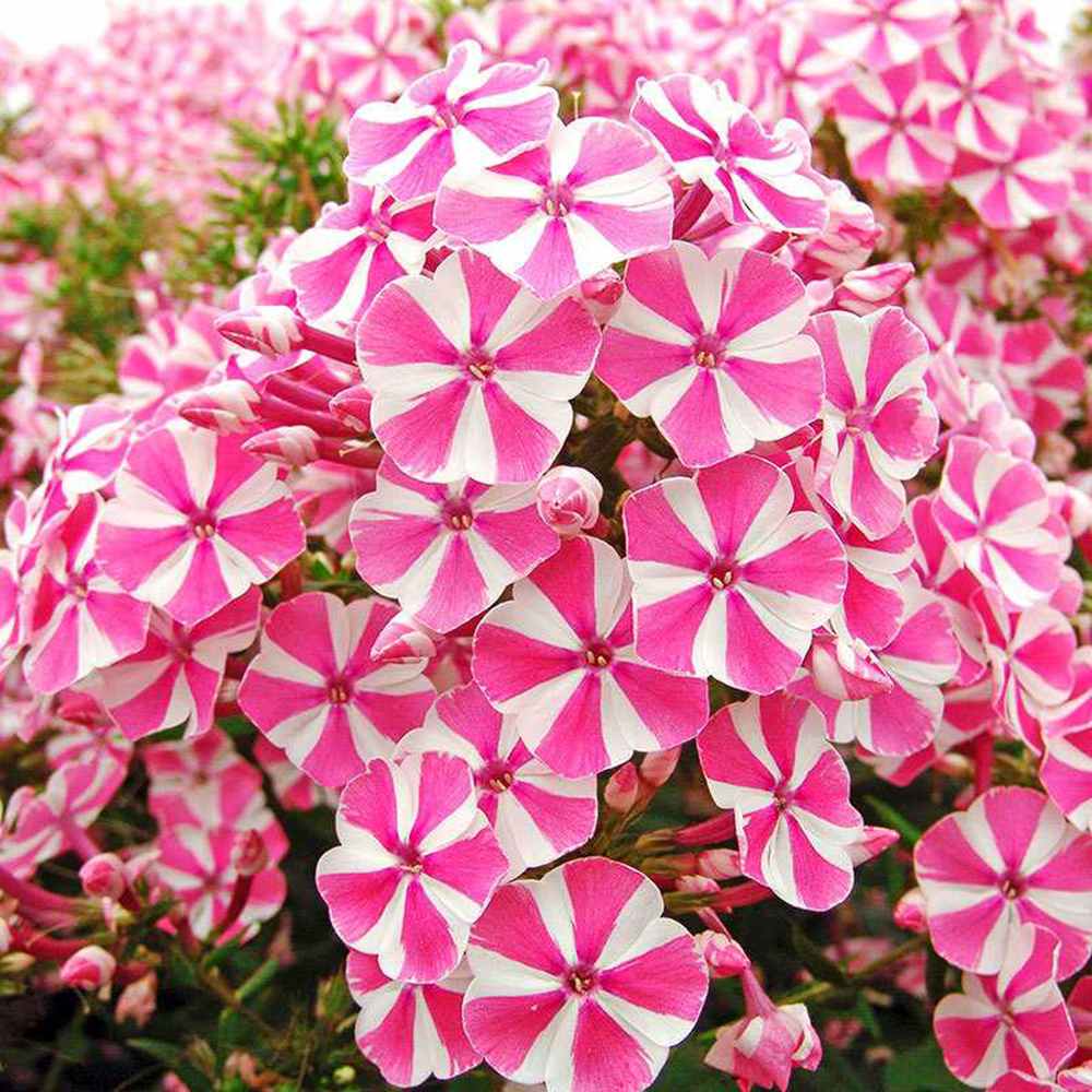 Lángvirág Phlox paniculata 'Peppermint Twist' – kétszínű, illatos virágú évelő
