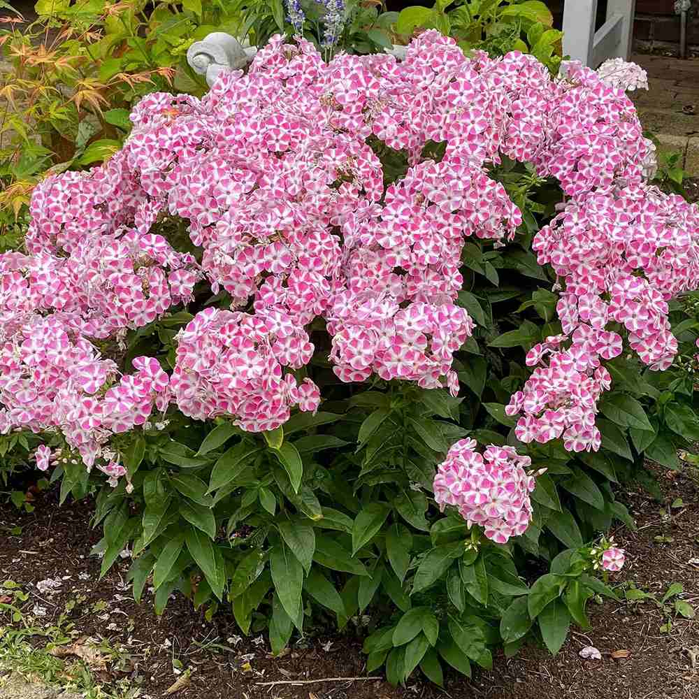 Lángvirág Phlox paniculata 'Peppermint Twist' – kétszínű, illatos virágú évelő