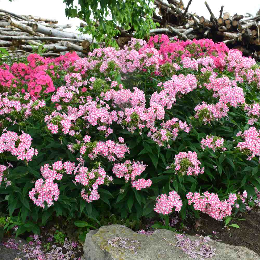 Lángvirág Phlox paniculata 'Peppermint Twist' – kétszínű, illatos virágú évelő