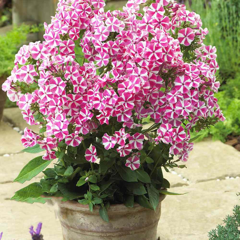 Lángvirág Phlox paniculata 'Peppermint Twist' – kétszínű, illatos virágú évelő
