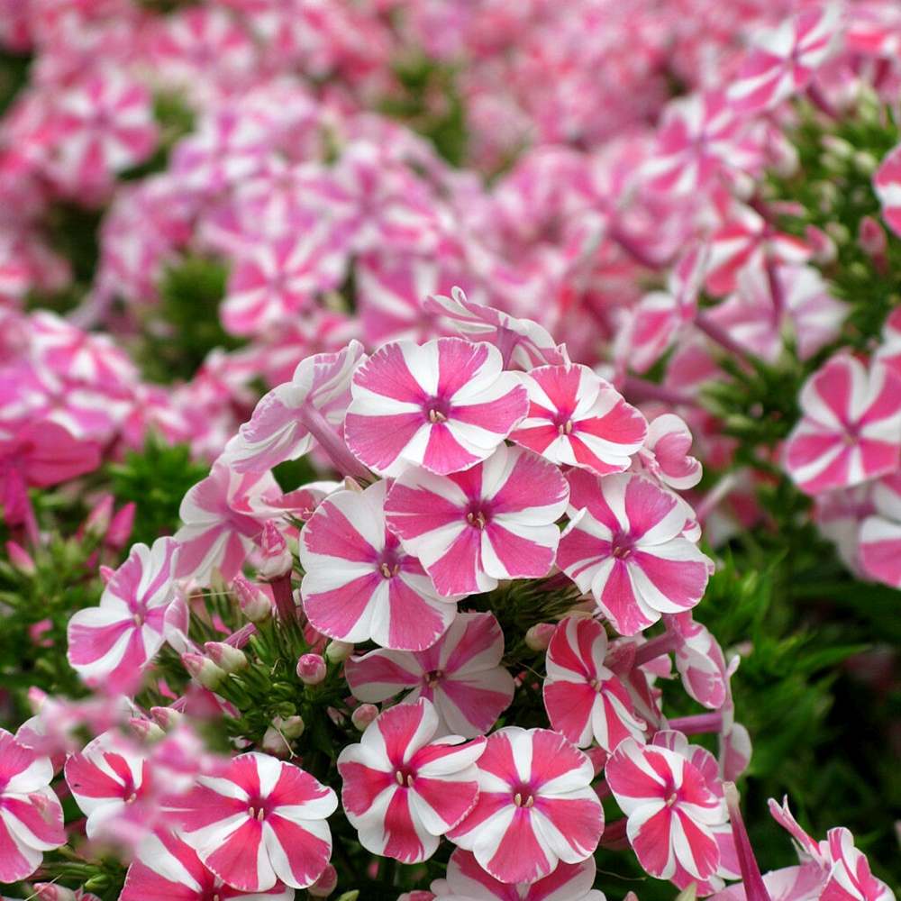 Lángvirág Phlox paniculata 'Peppermint Twist' – kétszínű, illatos virágú évelő
