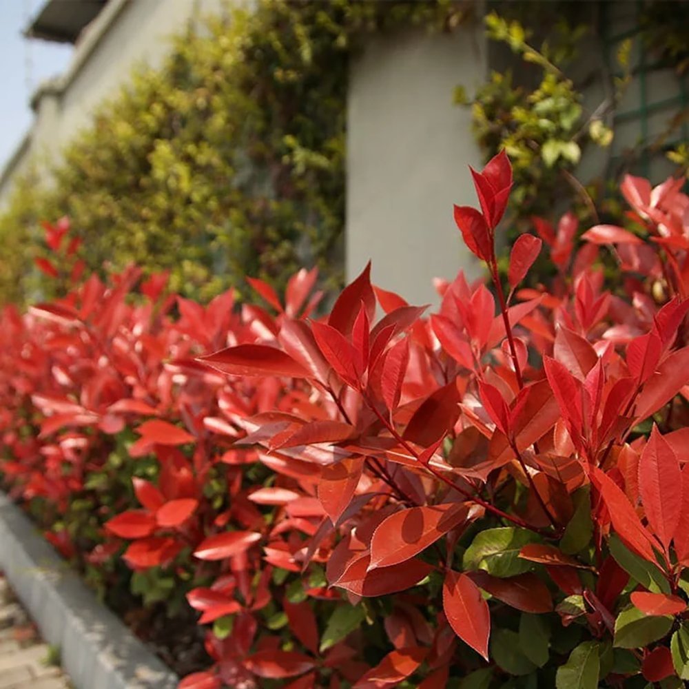Photinia Carre Rouge, gard viu rosu vesnic verde