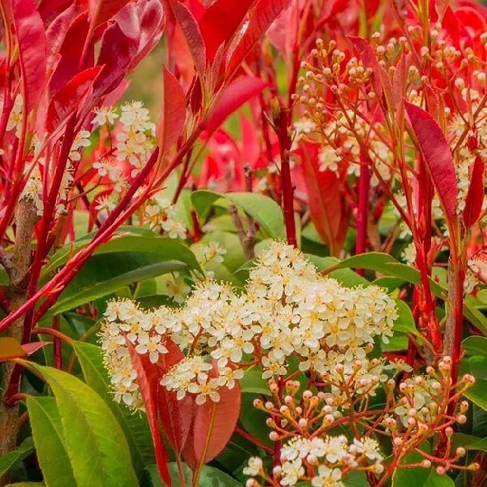 Photinia Red Robin, gard viu rosu vesnic verde