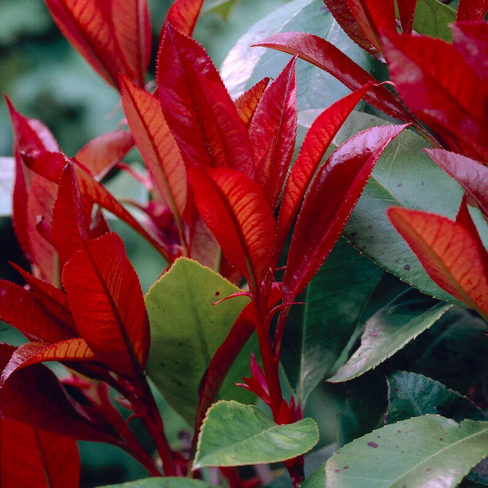Korallberkenye Red Robin (Photinia), örökzöld piros sövénynövény, jól bírja a hideget és a szárazságot