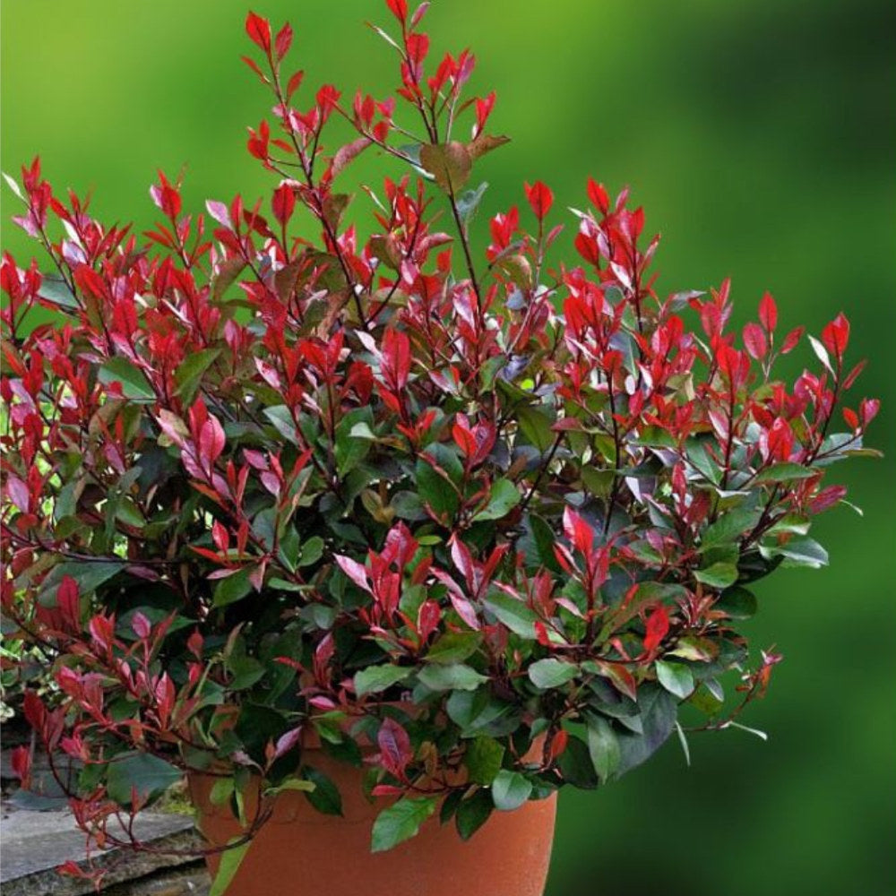Korallberkenye Red Robin (Photinia), örökzöld piros sövénynövény, jól bírja a hideget és a szárazságot