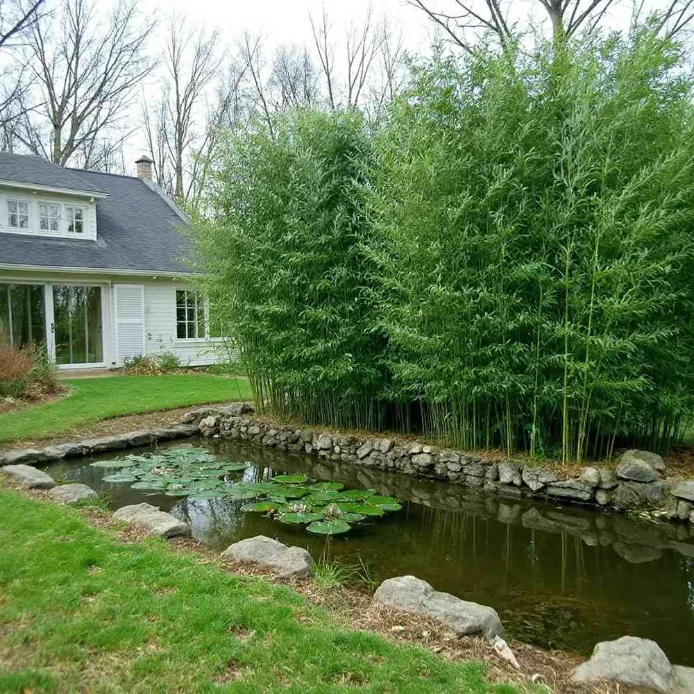 Bambusz 'Bissetii' (Phyllostachys) – gyors növekedésű, örökzöld élősövény