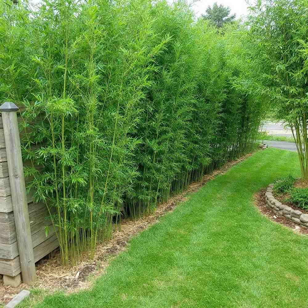 Bambusz 'Bissetii' (Phyllostachys) – gyors növekedésű, örökzöld élősövény