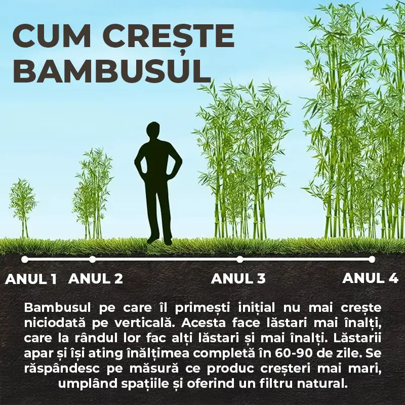 Bambus de Gradina Gri Gigant (Phyllostachys) Henon, bambus decorativ rezistent la ger, crestere rapida, ideal pentru gard viu
