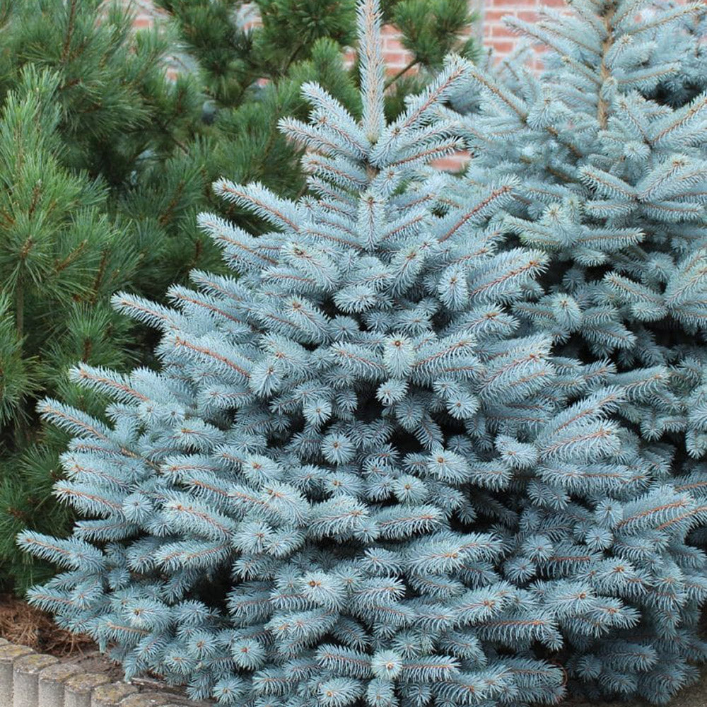 Molid Argintiu albastru Super Blue