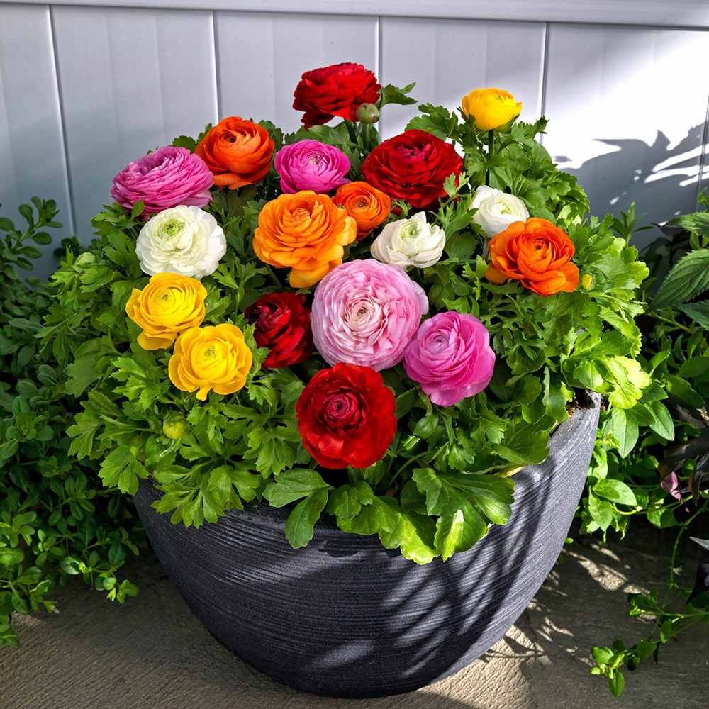 Piciorul Cocosului (Ranunculus) alb cu roz - 3 bulbi per ghiveci