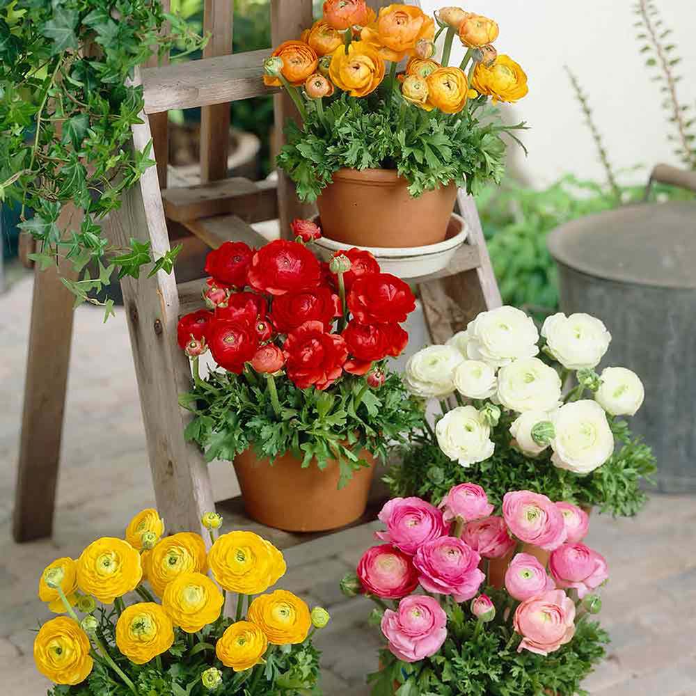 Piciorul Cocosului (Ranunculus) alb cu roz - 3 bulbi per ghiveci