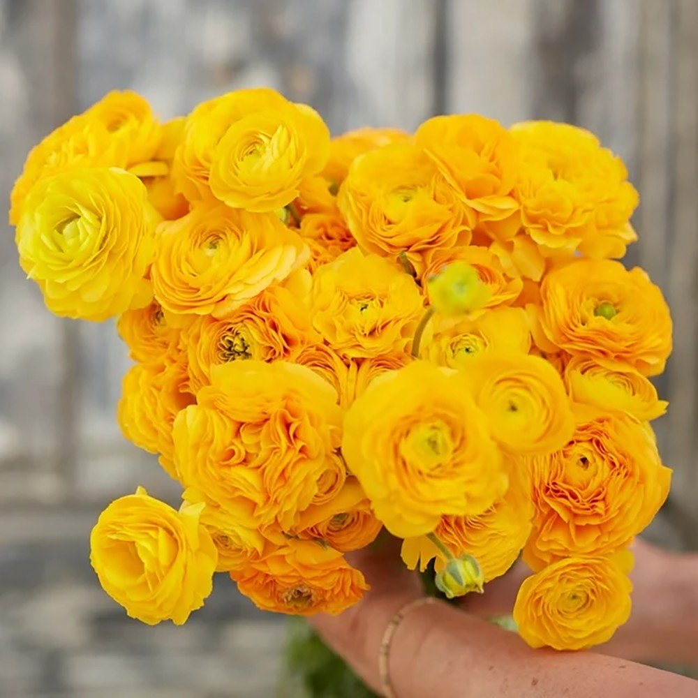 Piciorul Cocosului (Ranunculus) galben - 3 bulbi per ghiveci