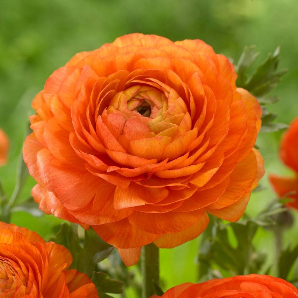 Piciorul Cocosului (Ranunculus) portocaliu - 3 bulbi per ghiveci
