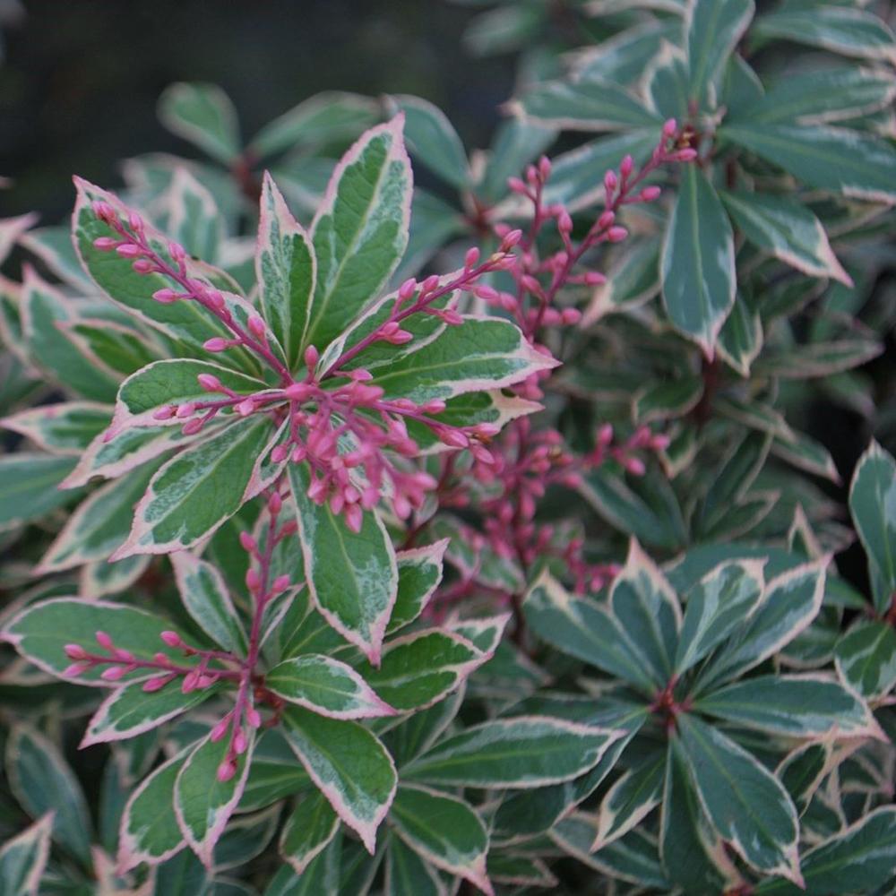 Pieris Japonez Little Heath, cu frunze verzi si marginii albe