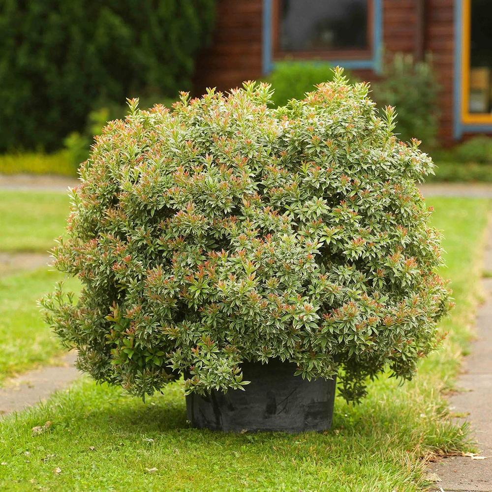 Pieris Japonez Little Heath, cu frunze verzi si marginii albe