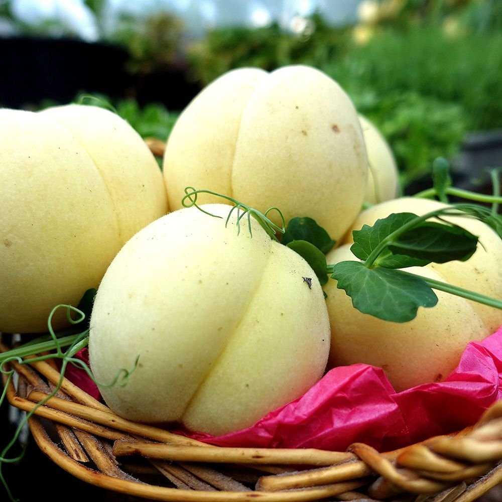Piersic Ice Peach (Prunus Persica), cu fructe dulci albe