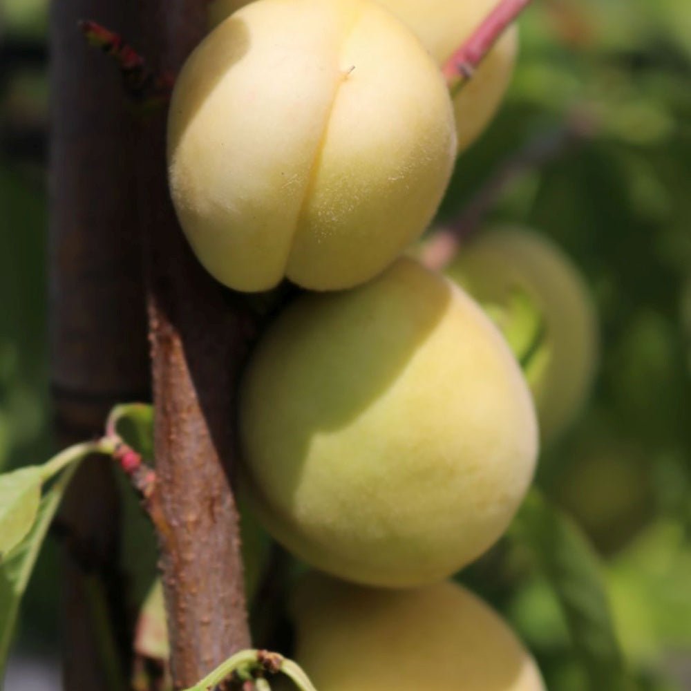 Piersic Ice Peach (Prunus Persica), cu fructe dulci albe