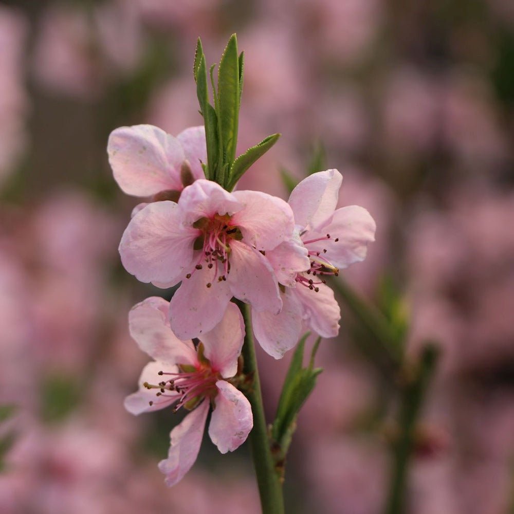 Piersic Ice Peach (Prunus Persica), cu fructe dulci albe