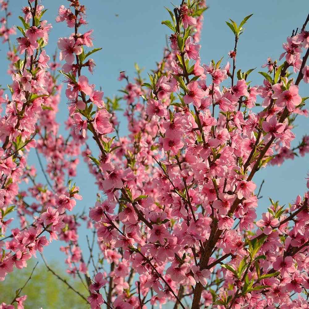 Piersic Peregrine (Prunus Persica), cu fructe dulci intens