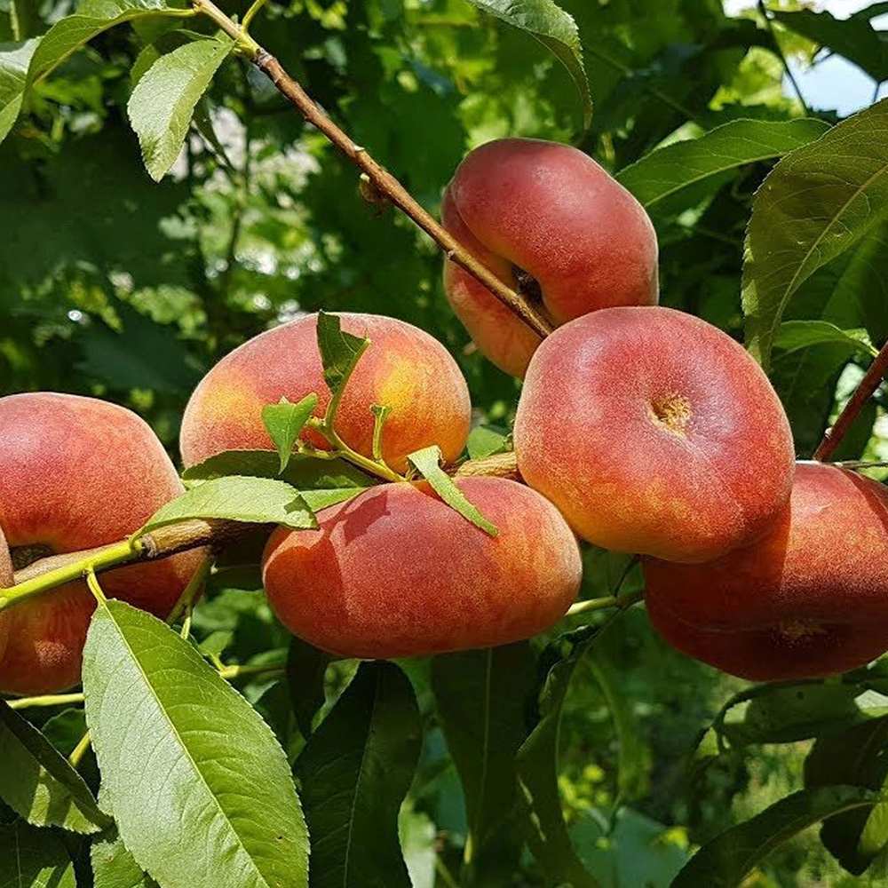 Piersic Saturne (Prunus Persica), cu fructe dulci galbene-verzi