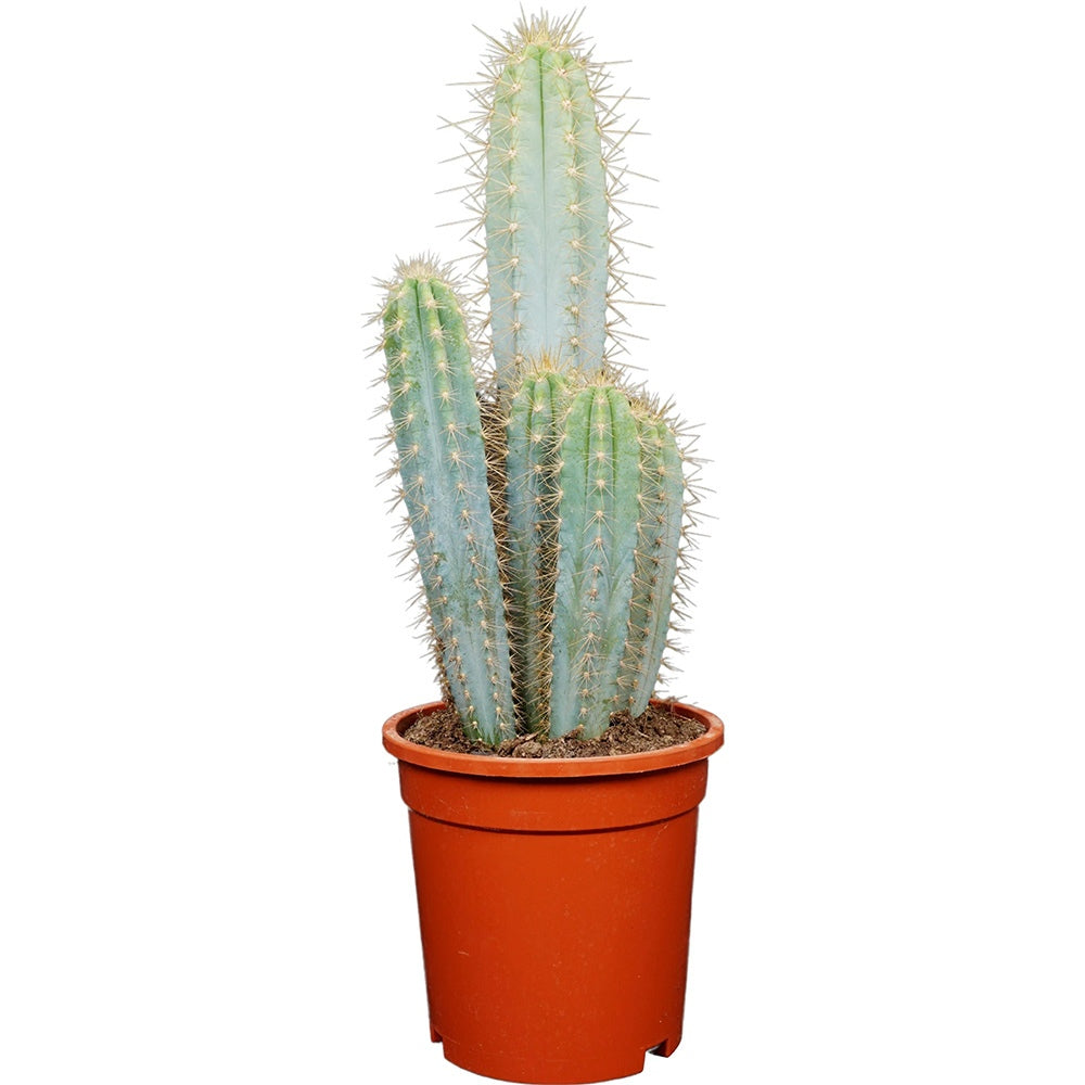 Cactus Pilosocereus Azureus Blue Torch, 40 cm, cactus albastru columnar, flori albe-galbenui, planta decorativa rara, usor de ingrijit - 40 cm