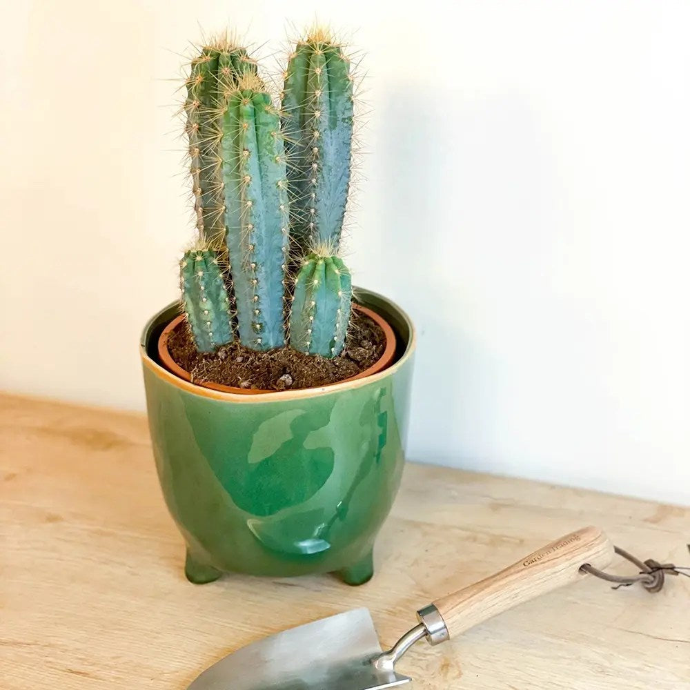 Cactus Pilosocereus Azureus Blue Torch, 40 cm, cactus albastru columnar, flori albe-galbenui, planta decorativa rara, usor de ingrijit - 40 cm