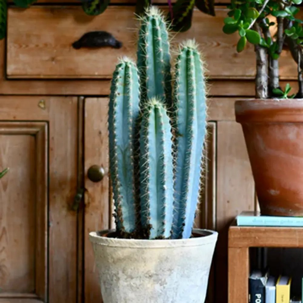 Cactus Pilosocereus Azureus Blue Torch, 40 cm, cactus albastru columnar, flori albe-galbenui, planta decorativa rara, usor de ingrijit - 40 cm